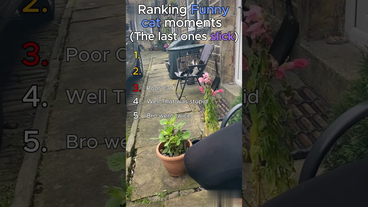 Ranking Funny Cat moments.  