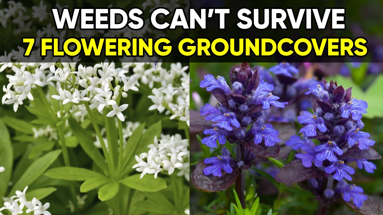 These Plants Stop Weeds 🌿 | 7 Beautiful Mulch Alternatives!