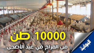 وزير التموين: إضافة 10000 طن إضافي إلى الاحتياطي من الفراخ في عيد الأضحى
