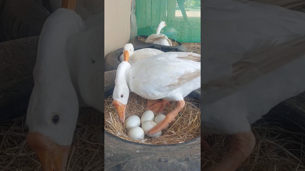 A Loving Mother Goose Nesting Her Eggs" 'Warm Moments with a Mother Goose on Her Nest