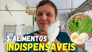 3 ALIMENTOS NATURAIS QUE NÃO PODEM FALTAR PARA SUA CALOPSITA!