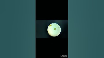 DIFFERENT TYPES OF POLLEN GRAINS #practical #pollen grain #shorts