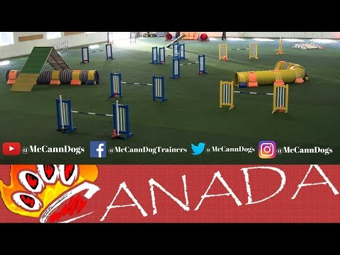 puppy training potty Dog Agility 2018 TRYOUTS FOR EO/AWC CKC AGILITY TEAM CANADA