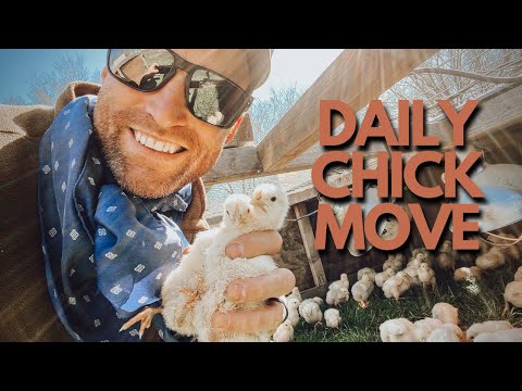 DAILY CHICK MOVE: see how we move and feed our 1 week old broiler chicks