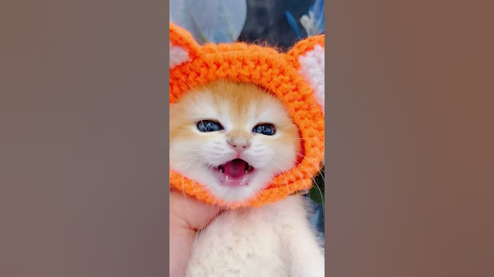 Little mao #cat #catvideos #shorts