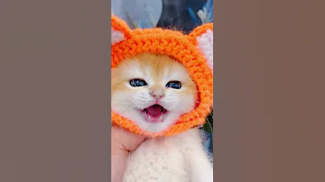 Little Mao Cat Catvideos Shorts 