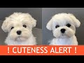 is this still our puppy? * CUTENESS ALERT * の動画、YouTube動画。