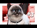 The Sims 4 Кошки и собаки #3 КАТЦЕН ПУПЕН