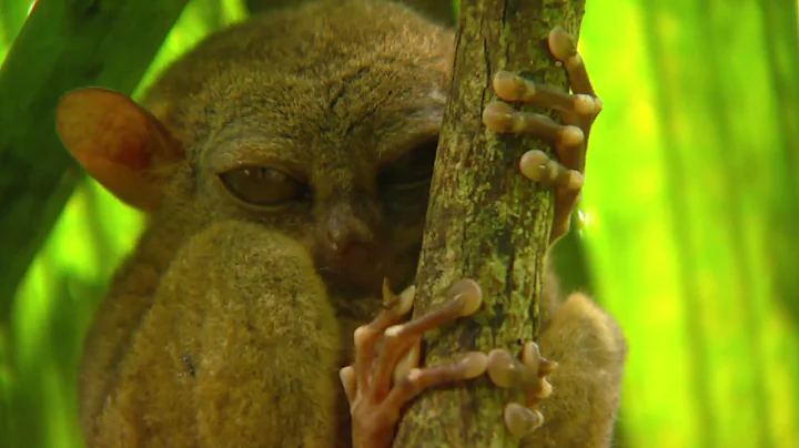 Tarsiers: Saving One of the World's Smallest Primates