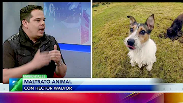 O que deve ser feito para impedir os maus tratos aos animais?