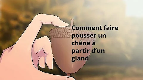 Comment faire pousser un chêne plus vite ?