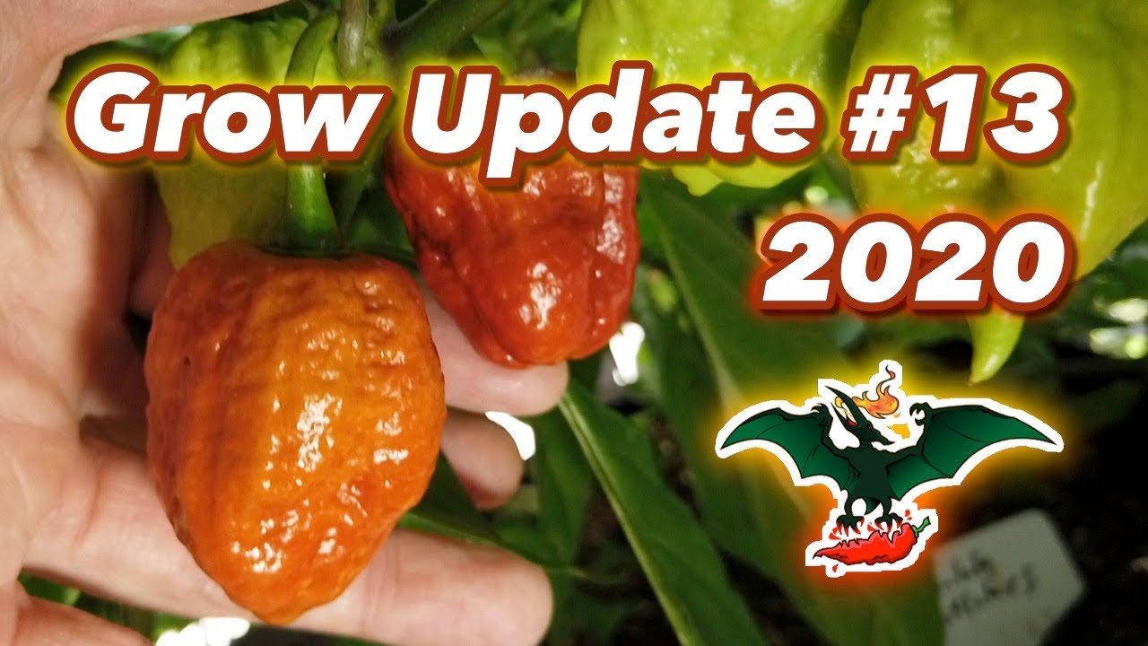 2020 Pepper grow update 13 08/22/20 YouTube