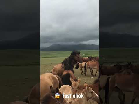 Video: Paso Fino Horse