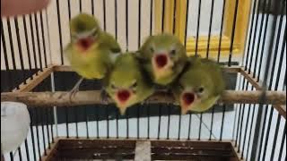 There are no secrets, here the secrets of Pleci chicks will all be revealed...