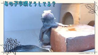 【フトアゴヒゲトカゲとニシアフベビー】アノ子たちのソノ後【Fattail gecko and beardeddragon】