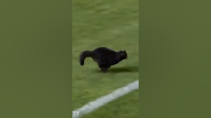 Black Cat scores an unbelievable goal in a football match #catlover #goals