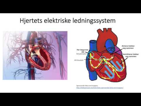 Sirkulasjonssystemet: Hjertets elektriske ledningssystem