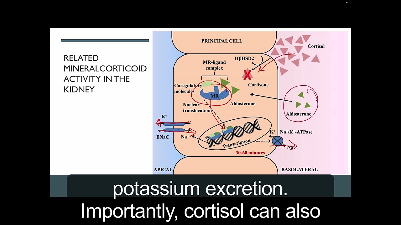 Cortisol & Glucocorticoids Part 2 of 3: Biochemistry, Structure, SAR & Drug Design