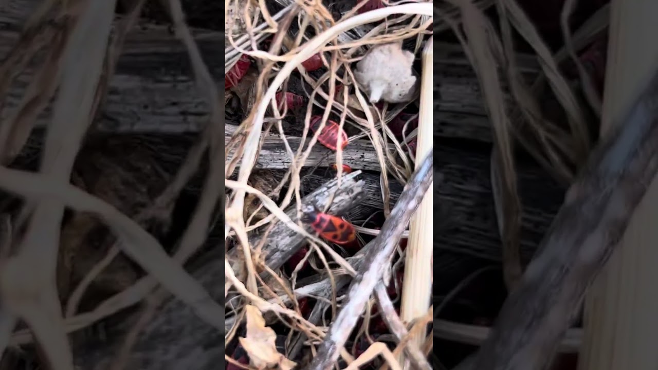 May, 1. Red FIREBUGS are here !!!