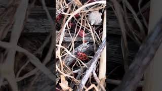 May, 1. Red FIREBUGS are here !!!
