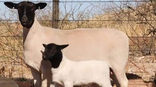 Heavy sheep with beautiful lambs