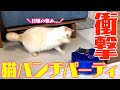 【やっぱ猫パンチでしょ】おっとり系ユキちゃんがミツル(？)に猛攻撃！！