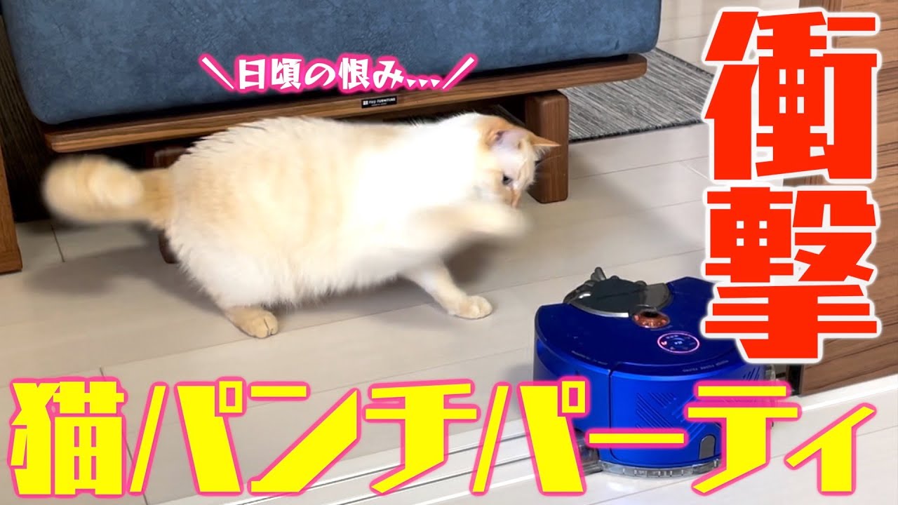 やっぱ猫パンチでしょ】おっとり系ユキちゃんがミツル(？)に猛攻撃