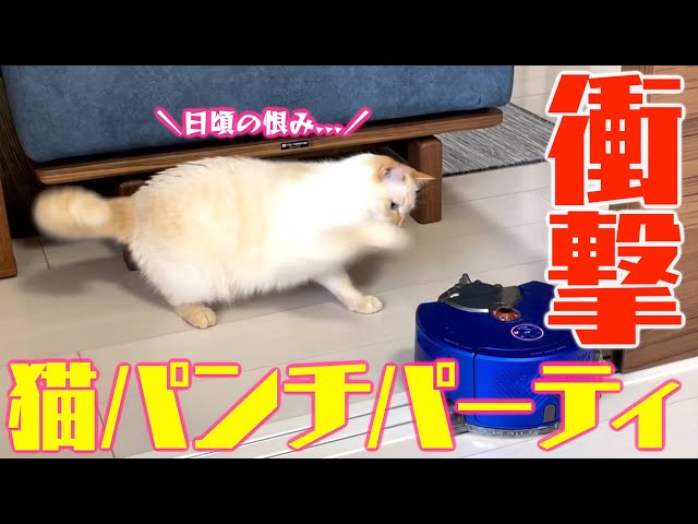 やっぱ猫パンチでしょ】おっとり系ユキちゃんがミツル(？)に猛攻撃