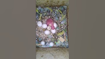 Day 1 To Day 30 Budgie Growth Stages #budgies #birds #parrot #love #animals #parakeet #pets #cute