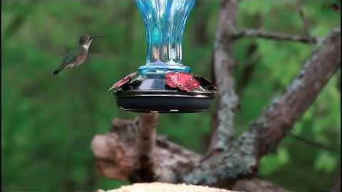 1080p HD Video of a Female Ruby-Throated Hummingbird by Mark Martin Photography -