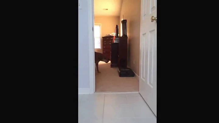 Dog afraid of tile floor