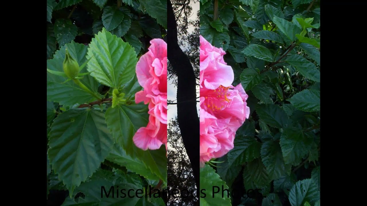 To the Forest sung R