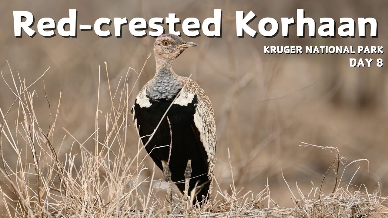🔊 Red-crested Korhaan’s Unique Call in Kruger National Park | Incredible Bird Sounds of Africa