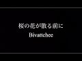 桜の花が散る前に(Bivattchee) 弾き語り一発録りカバー by 足立大地(daichi adachi)