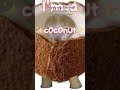 OMG AM A COCONUT!!!! #cute#funny#cats#vr#gorrilatag