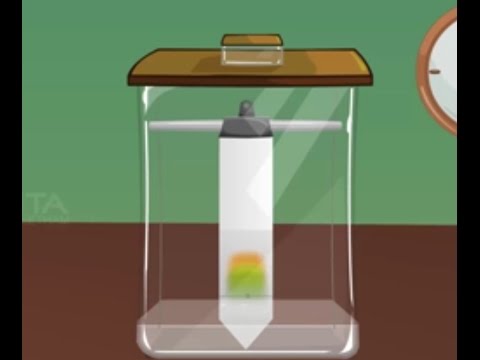 Video: Ano ang solvent front sa chromatography?
