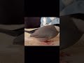寝てたら置いてけぼりにされた文鳥　ショートバージョン