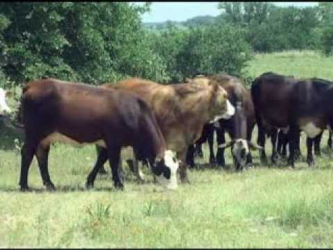 American Brahman Breeders Association Promotional Video