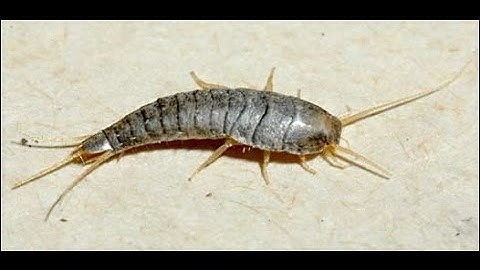 3 Secrets To Get Rid Of Silverfish in your home-How to rid of silverfish naturally
