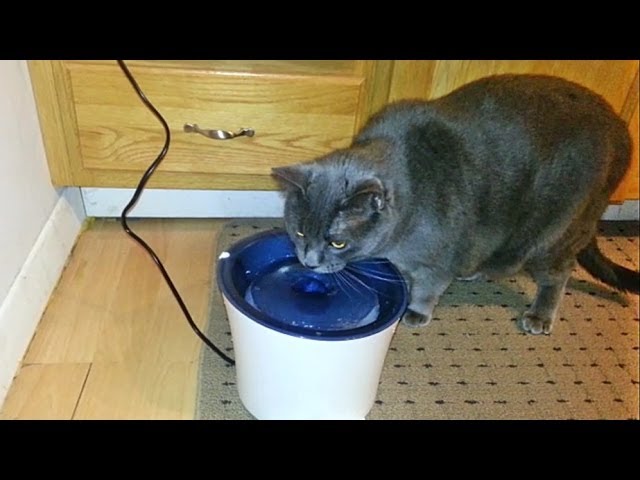 senses cat water fountain