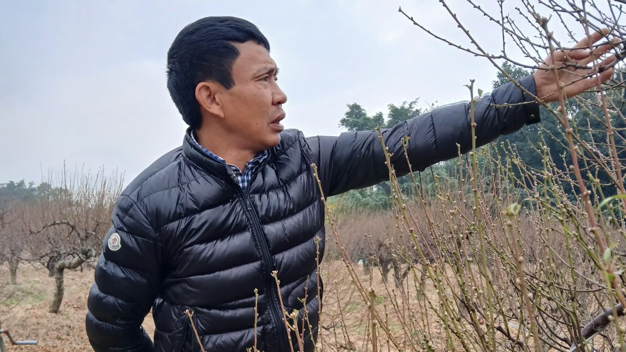 #vườn: giá đào tết năm 2026: nhà vườn báo giá rất bất ngờ.  -Khách đã đến đặt mua,và thuê.
