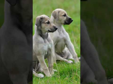 Suki's pups, now 8 weeks old.
