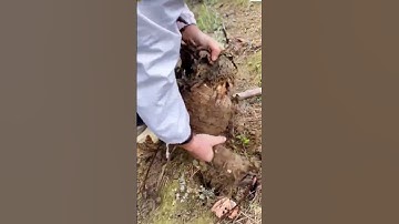 Skills for harvesting taro with simple tools #farming #agriculture #shorts