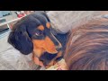 ママが体調悪い時はめっちゃ心配する愛犬が可愛すぎた【ダックスフンド】
