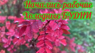 видео: Начались рабочие холодные будни! картинка: Начались рабочие холодные будни!