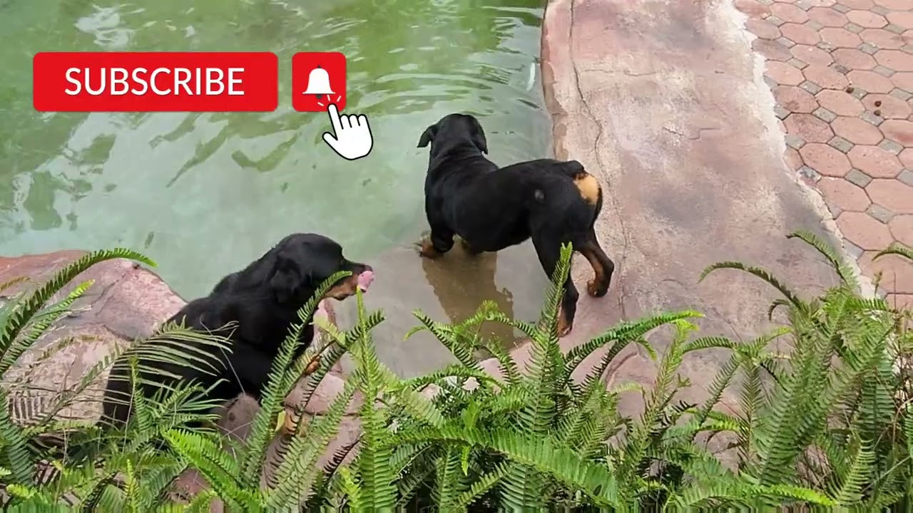 They All Have Their Own Way | Rottweiler Dog Life