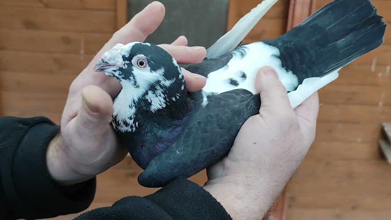 Koniec roku 👏🤔 Czas na zmiany🚀😂 hodowla gołębi Staropolskich kolegi Janusza. Zapraszam na film 👍