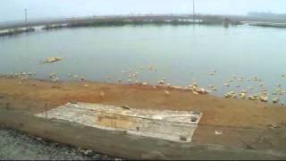 Duck farming in Vietnam