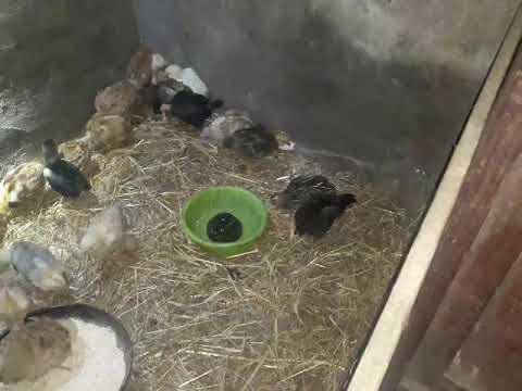 წიწილები და მწყერი