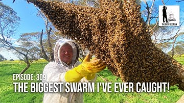 Swarm Frenzy: Mastering the Art of Catching a Massive Bee Swarm | The Bush Bee Man